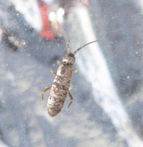 Tomocerus minor