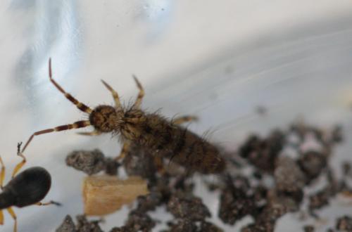 Réf. 140 655 : Orchesella villosa