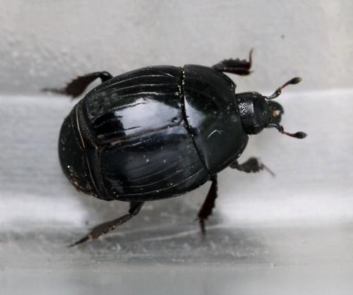 Margarinotus ignobilis