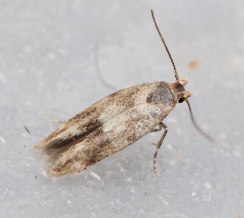 Elachista sp.