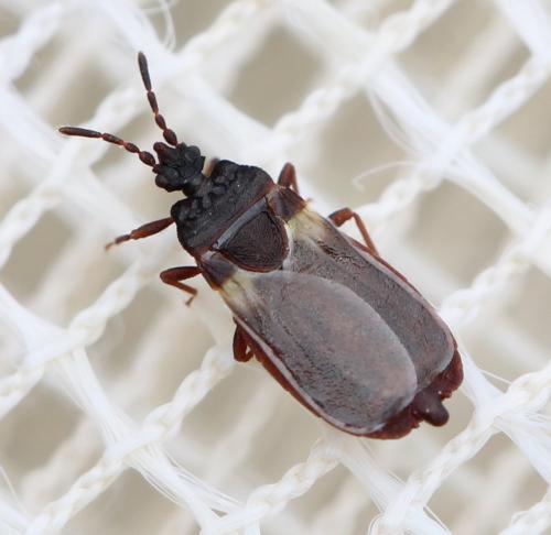 Aneurus avenius