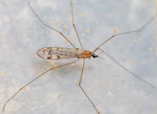 Réf. 140 709 : Neolimonia dumetorum