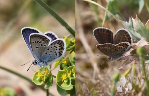 Réf. 140 369 : Plebejus argus