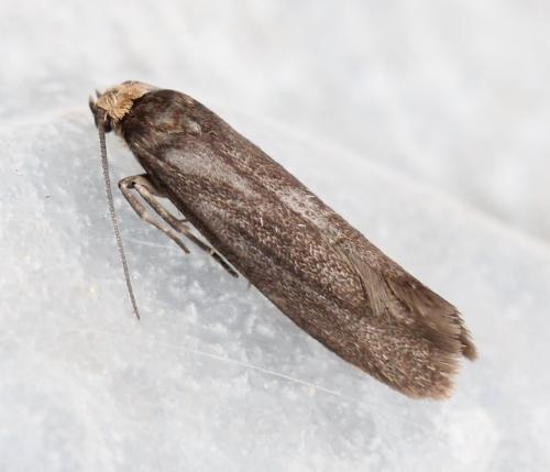 Réf. 140 906 : Pseudatemelia sp.
