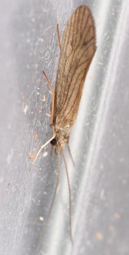 Tinodes waeneri
