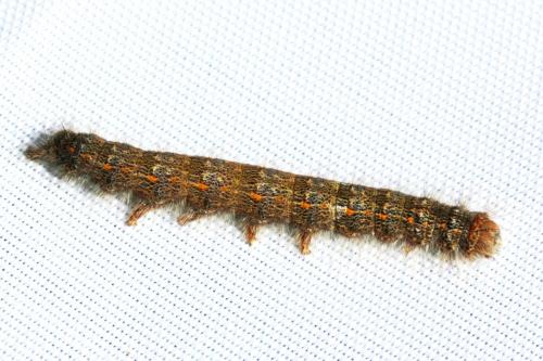 Poecilocampa populi