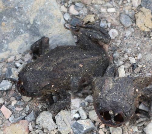 Lucilia bufonivora