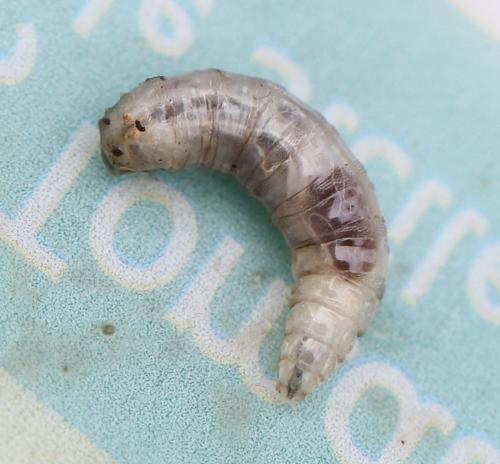 Lucilia bufonivora