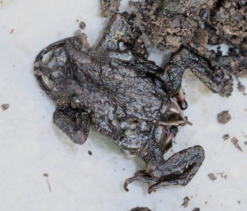 Lucilia bufonivora