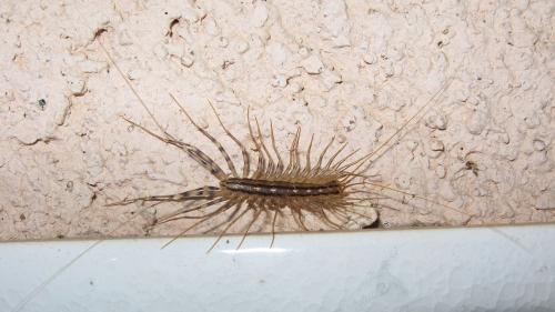 Scutigera coleoptrata