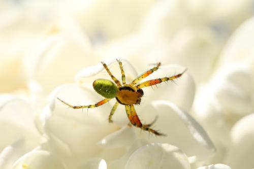 Araniella sp.
