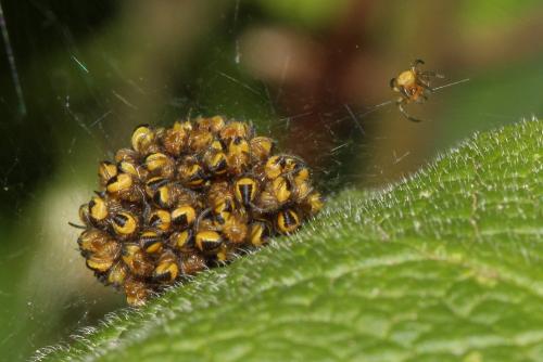 Araneus diadematus