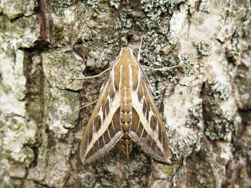 Hyles livornica