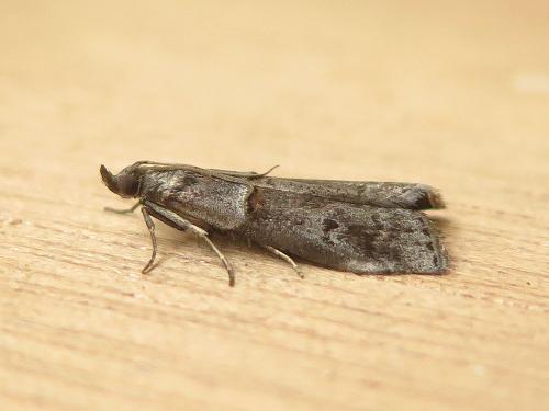 Réf. 140 444 : Acrobasis obliqua