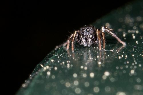 Réf. 140 821 : Heliophanus auratus