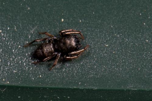 Réf. 140 820 : Heliophanus auratus