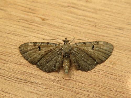 Réf. 140 484 : Eupithecia assimilata