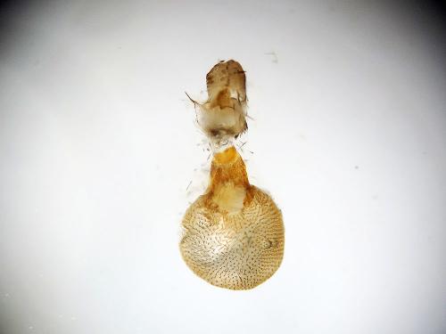 Réf. 140 498 : Eupithecia assimilata