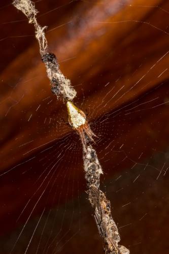 Réf. 140 450 : Cyclosa conica