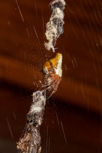 Réf. 140 452 : Cyclosa conica