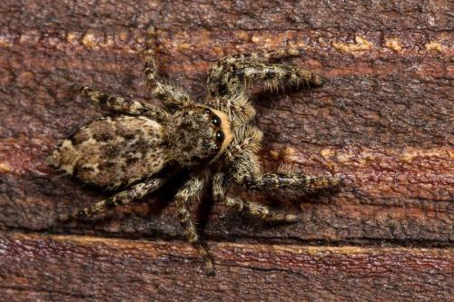 Marpissa muscosa