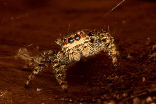 Marpissa muscosa