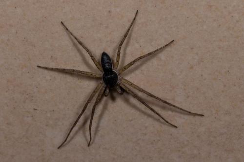 Philodromus dispar