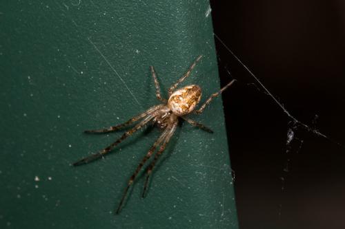 Metellina sp.