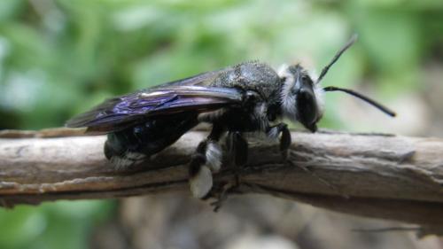 Andrena agilissima