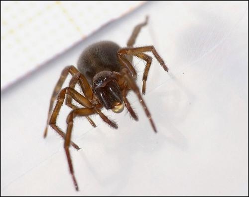 Amaurobius ferox