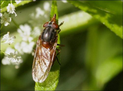 Réf. 140 837 : Rhingia campestris