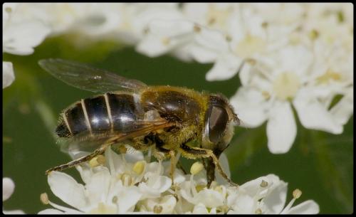 Eristalis nemorum