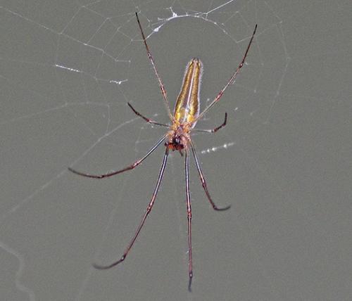 Tetragnatha sp.
