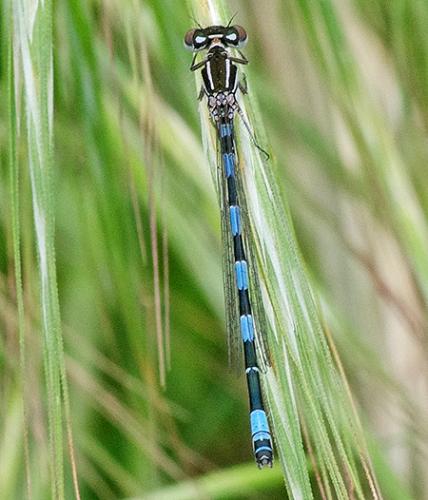 Coenagrion mercuriale