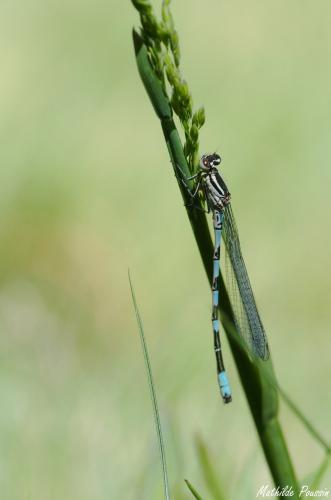 Réf. 140 445 : Coenagrion hastulatum