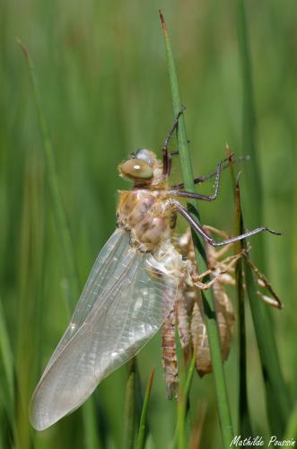 Libellula quadrimaculata