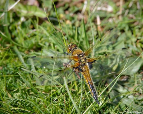 Libellula quadrimaculata