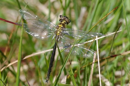 Somatochlora arctica