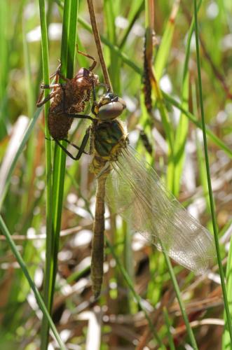 Somatochlora arctica