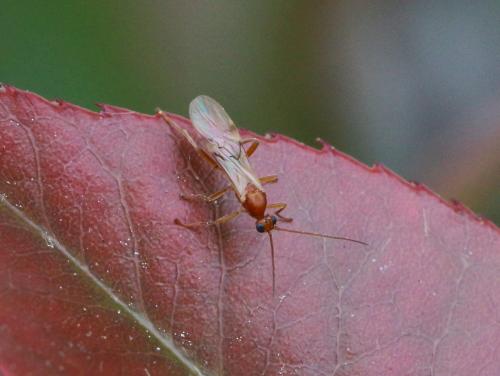 Rogadinae