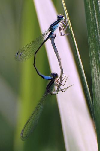Ischnura elegans