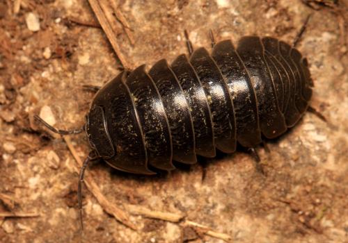 Armadillidium sordidum