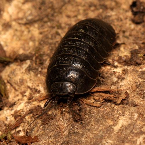Armadillidium sordidum
