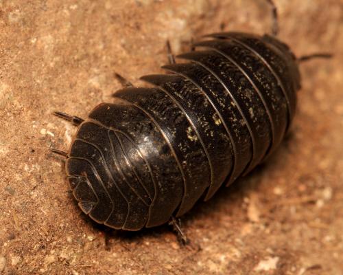 Armadillidium sordidum