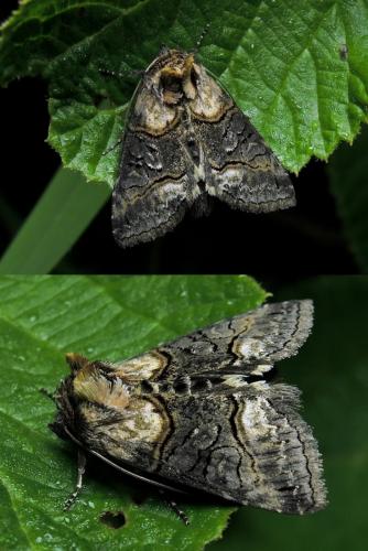 Réf. 140 760 : Abrostola asclepiadis