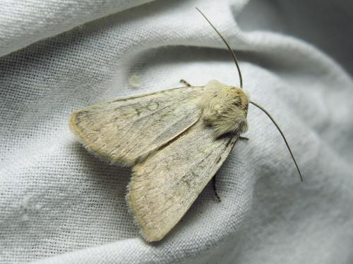 Euxoa decora