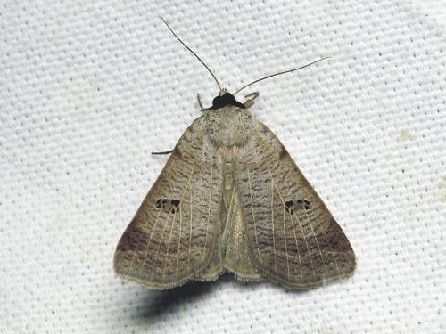 Lygephila viciae