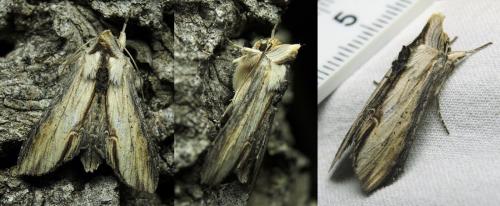 Réf. 140 759 : Cucullia caninae