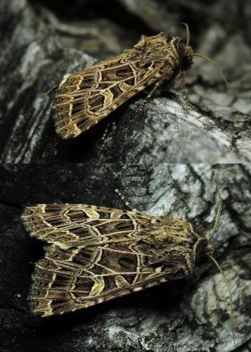Sideridis reticulata
