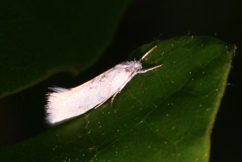 Elachista sp.